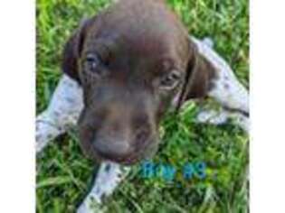 German Shorthaired Pointer Puppy for sale in Trenton, MO, USA