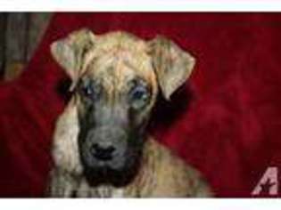 Great Dane Puppy for sale in MEEKER, CO, USA