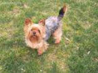 Yorkshire Terrier Puppy for sale in Belgrade, MT, USA