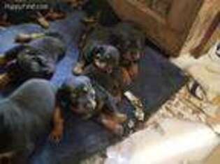 Rottweiler Puppy for sale in Battle Ground, WA, USA
