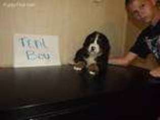 Bernese Mountain Dog Puppy for sale in Spraggs, PA, USA