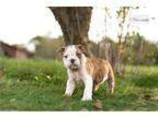 Bulldog Puppy for sale in Fort Wayne, IN, USA