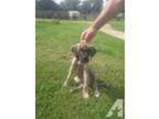 Great Dane Puppy for sale in WASHINGTON, IN, USA