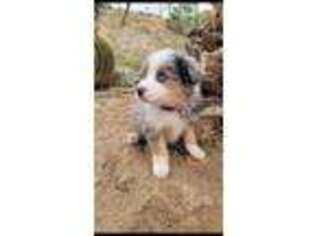 Australian Shepherd Puppy for sale in West Covina, CA, USA