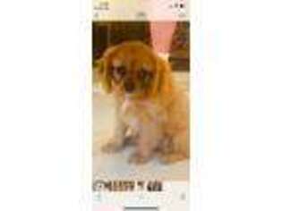 Cavalier King Charles Spaniel Puppy for sale in Greenville, MS, USA