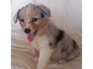 Miniature Australian Shepherd Puppy for sale in Shelby, NC, USA
