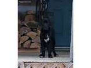 Fila Brasileiro Puppy for sale in Unknown, , USA
