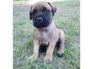 Mastiff Puppy for sale in Brunswick, GA, USA