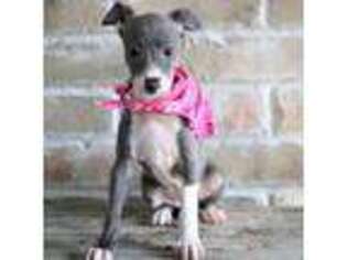 Italian Greyhound Puppy for sale in Choudrant, LA, USA