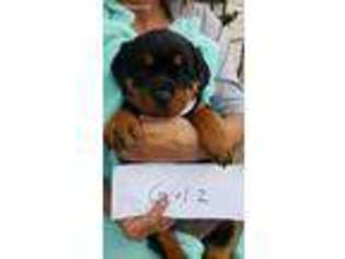Rottweiler Puppy for sale in Berry, KY, USA