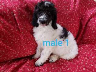 Mutt Puppy for sale in Catawba, NC, USA