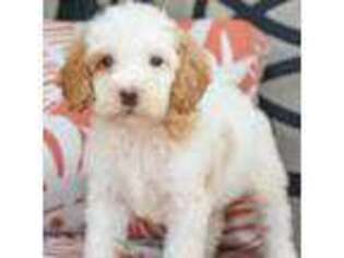 Goldendoodle Puppy for sale in Canterbury, CT, USA