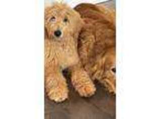 Goldendoodle Puppy for sale in Rockmart, GA, USA