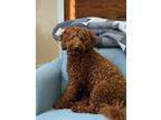Goldendoodle Puppy for sale in Fairmont, WV, USA