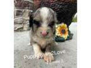 Mutt Puppy for sale in Sibley, IA, USA