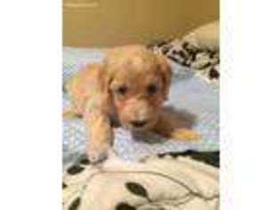 Goldendoodle Puppy for sale in Decatur, TX, USA