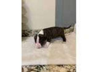 Bull Terrier Puppy for sale in Bryan, TX, USA