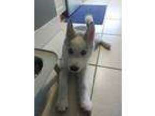 Siberian Husky Puppy for sale in Pembroke Pines, FL, USA