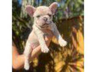 French Bulldog Puppy for sale in Wilsonville, OR, USA