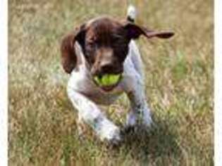 German Shorthaired Pointer Puppy for sale in Saint Charles, MN, USA