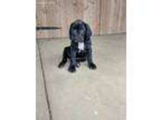 Cane Corso Puppy for sale in Ephrata, PA, USA
