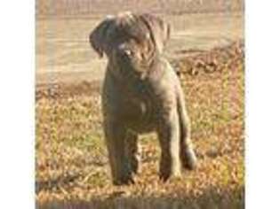 Cane Corso Puppy for sale in Raleigh, NC, USA