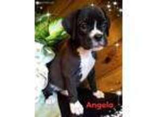 Boxer Puppy for sale in Ripley, TN, USA