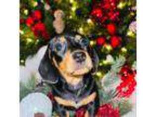 Dachshund Puppy for sale in Hopatcong, NJ, USA