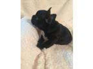 French Bulldog Puppy for sale in Saint Paris, OH, USA