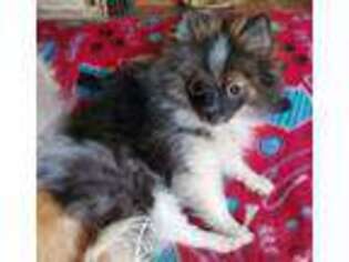 Pomeranian Puppy for sale in Carrollton, GA, USA