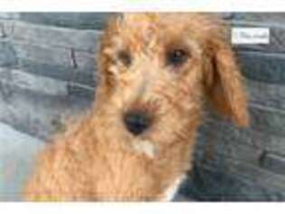 Labradoodle Puppy for sale in South Bend, IN, USA