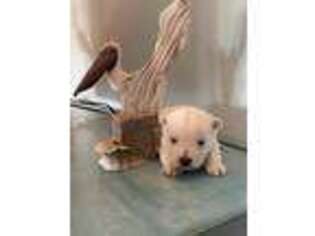 West Highland White Terrier Puppy for sale in Ponce De Leon, FL, USA