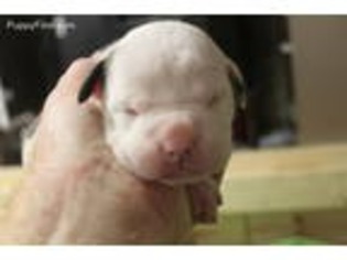 American Bulldog Puppy for sale in Sioux Falls, SD, USA