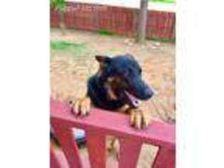 German Shepherd Dog Puppy for sale in Hurst, TX, USA