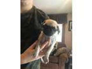 Pug Puppy for sale in Syracuse, NY, USA