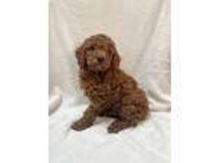 Goldendoodle Puppy for sale in Lucasville, OH, USA