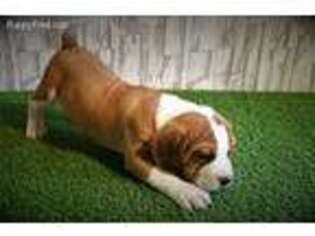 Beabull Puppy for sale in Shelbyville, IN, USA