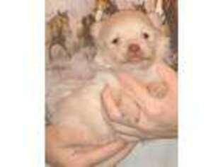 Pomeranian Puppy for sale in Berkeley Springs, WV, USA