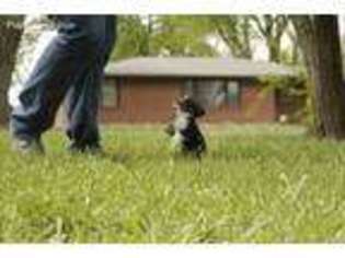 Miniature Australian Shepherd Puppy for sale in Smithton, MO, USA