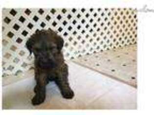 Briard Puppy for sale in Carlsbad, NM, USA