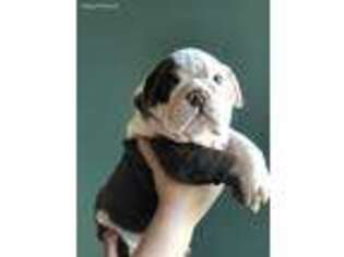 Bulldog Puppy for sale in Antioch, CA, USA