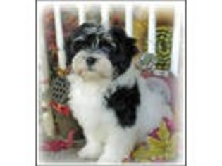 Havanese Puppy for sale in Knoxville, TN, USA