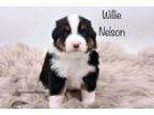 Miniature Australian Shepherd Puppy for sale in Lancaster, MN, USA