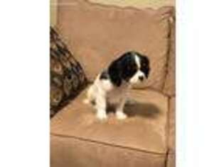 Cavalier King Charles Spaniel Puppy for sale in Salem, OR, USA