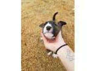 Bull Terrier Puppy for sale in Oklahoma City, OK, USA