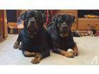 Rottweiler Puppy for sale in PROCTORVILLE, OH, USA