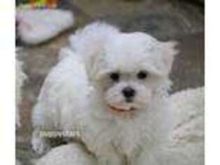 Maltese Puppy for sale in Centerville, IA, USA