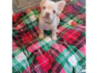 French Bulldog Puppy for sale in Port Orchard, WA, USA