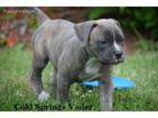 American Bulldog Puppy for sale in Crown Point, NY, USA
