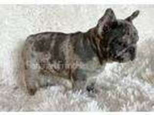 French Bulldog Puppy for sale in Crane, MO, USA